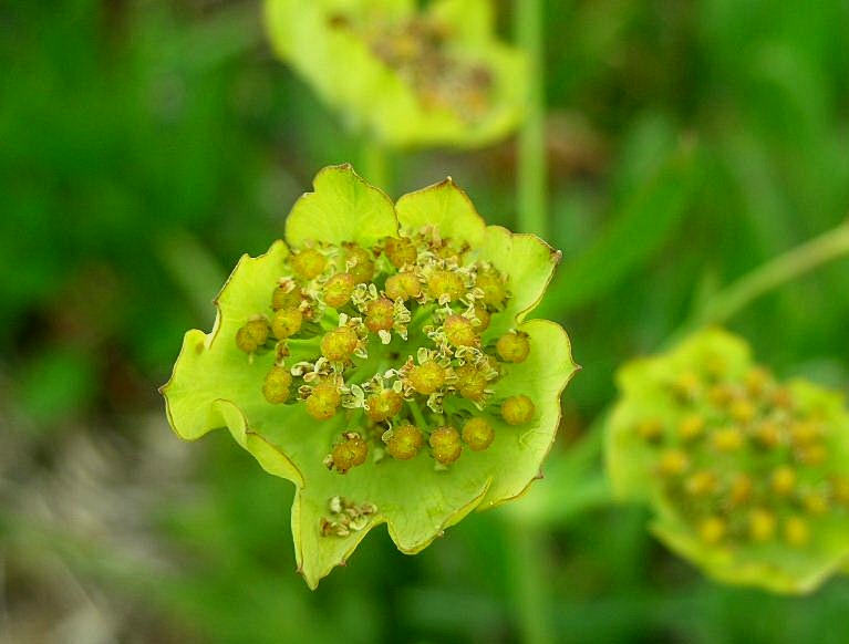 valle Cervo 13 Bupleurum stellatum